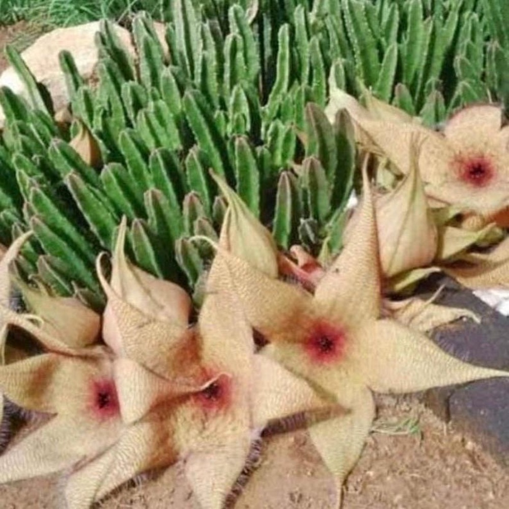 Star-Shaped Succulent - Stapelia Gigantea - Picture 5 of 11